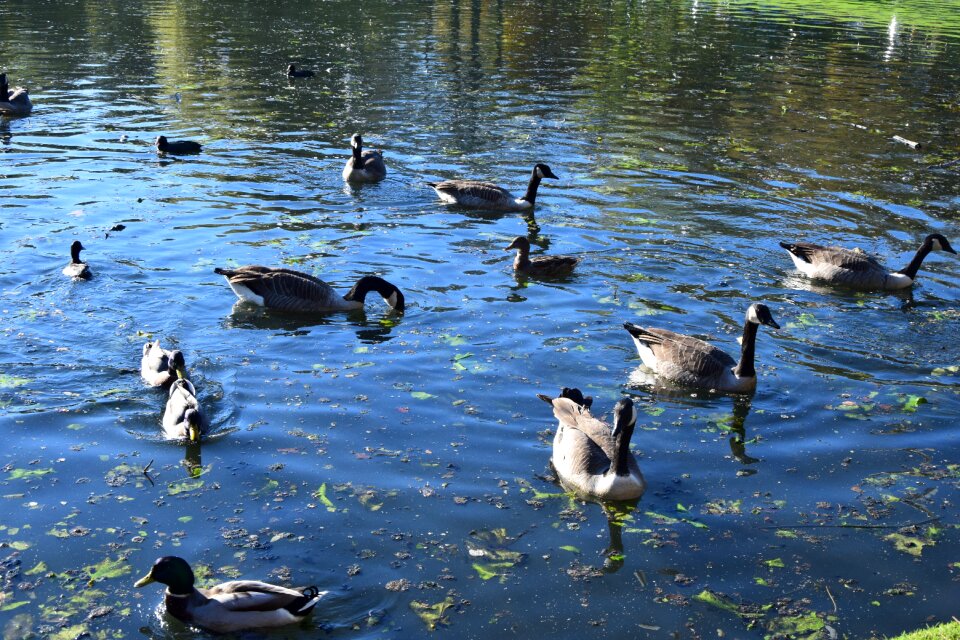 Animals agua landscape