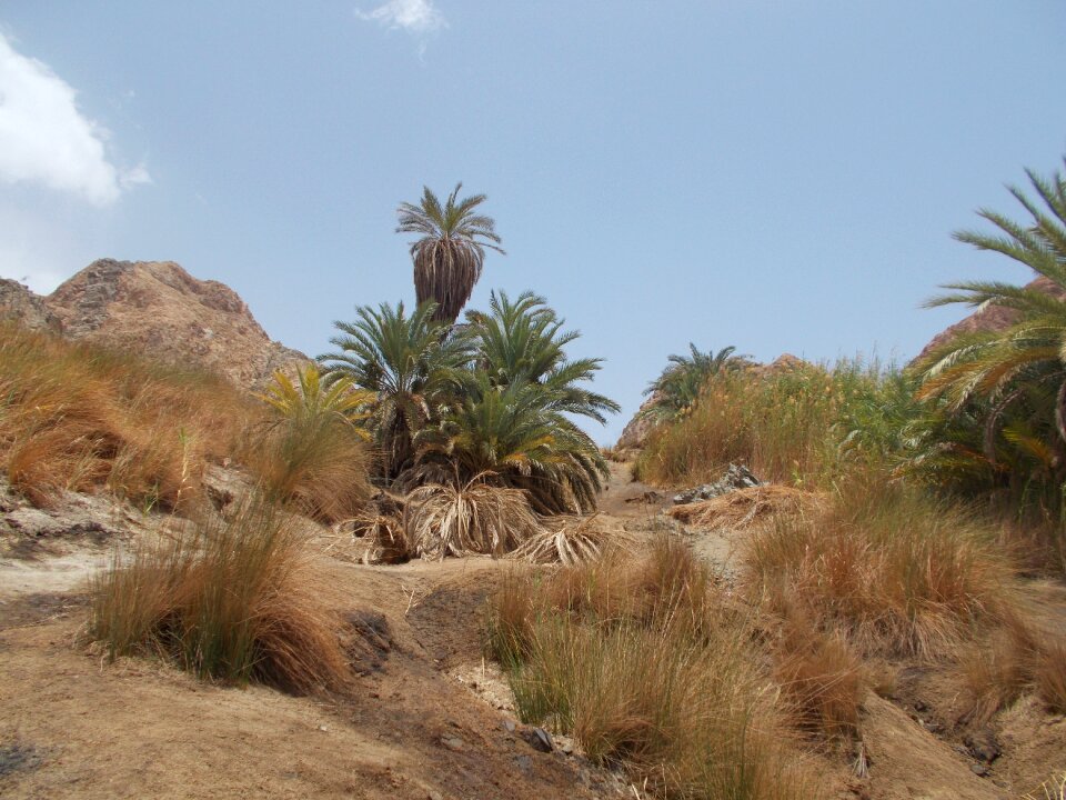Landscape palm trees