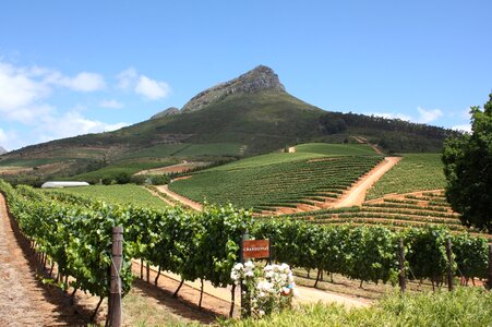 Winelands winery landscape