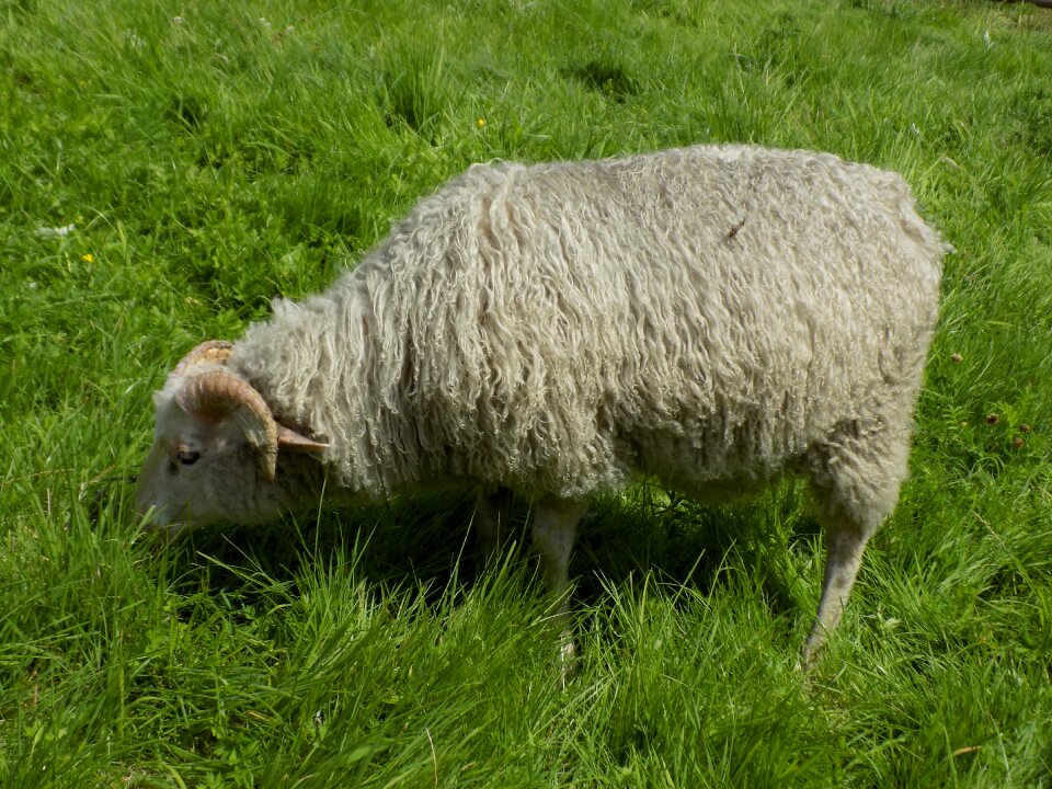 Nordic short tail sheep sheep pasture
