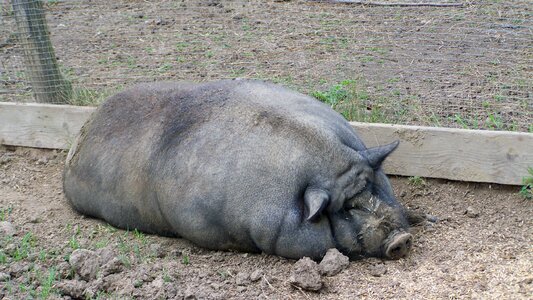 Pig fat pig domestic animal
