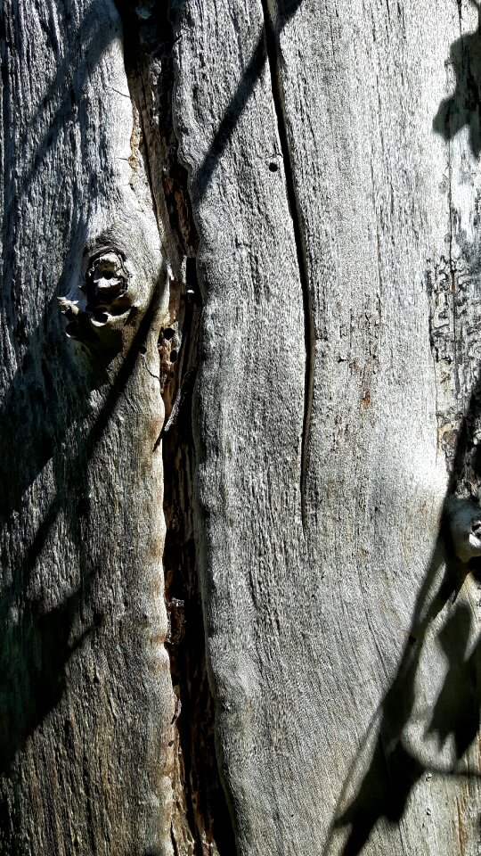 Tree tree trunk plants
