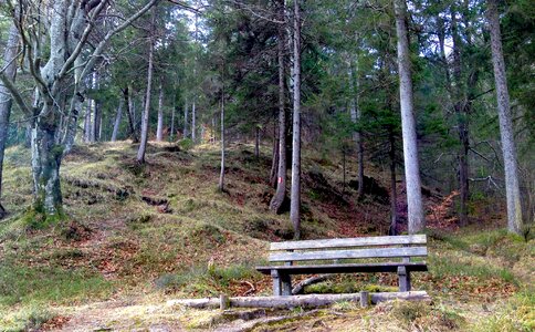 Forest loneliness lake photo