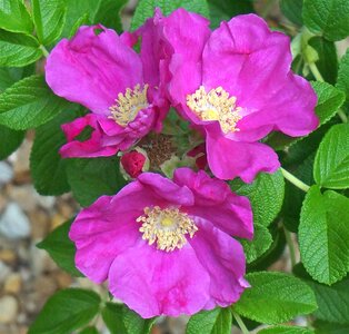 Flower bud blossom
