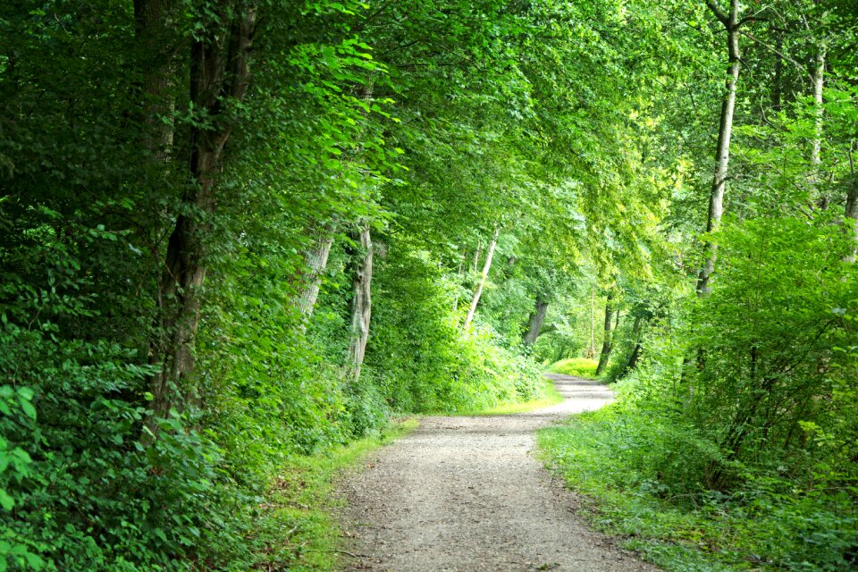 Nature trees trail