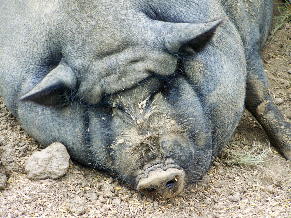 Pig fat pig domestic animal