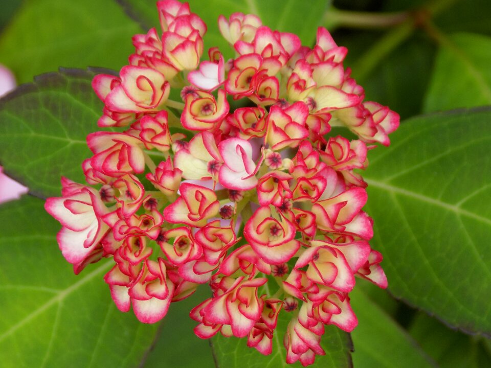 Plant pink bud