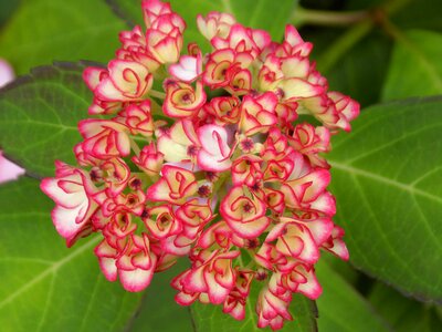 Plant pink bud