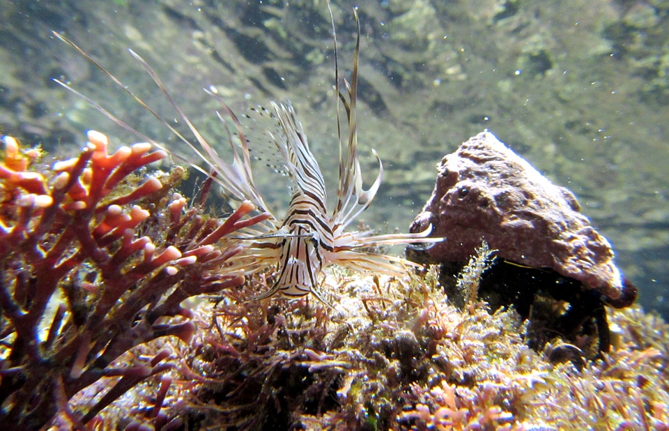 Marine underwater animal