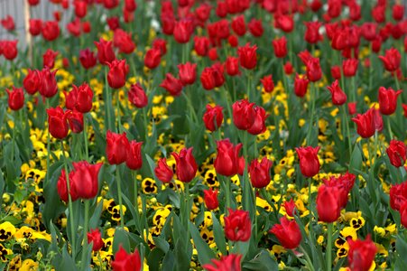Coloring spring beauty