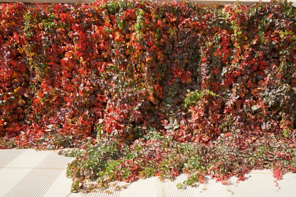 The scenery plant wall vines
