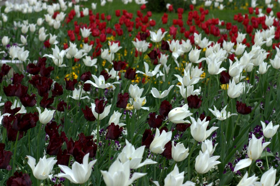 Coloring spring beauty