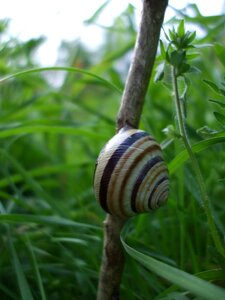 Mollusk animal
