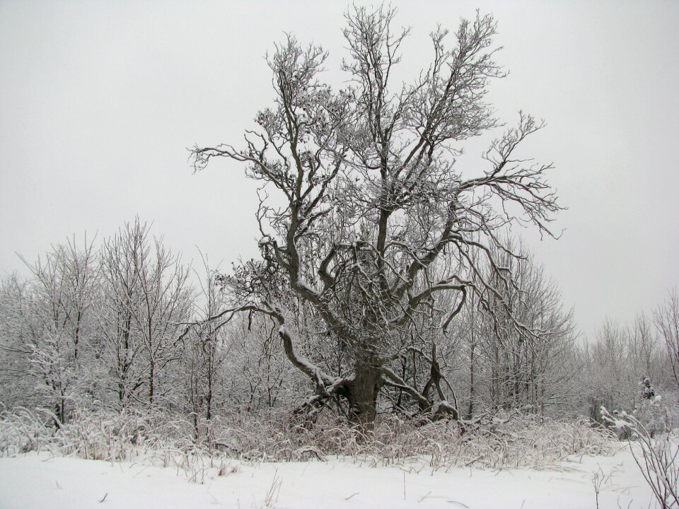 Forest snow