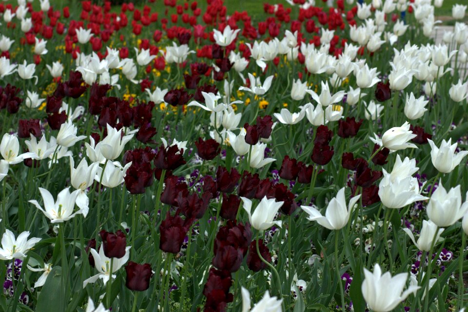Coloring spring beauty