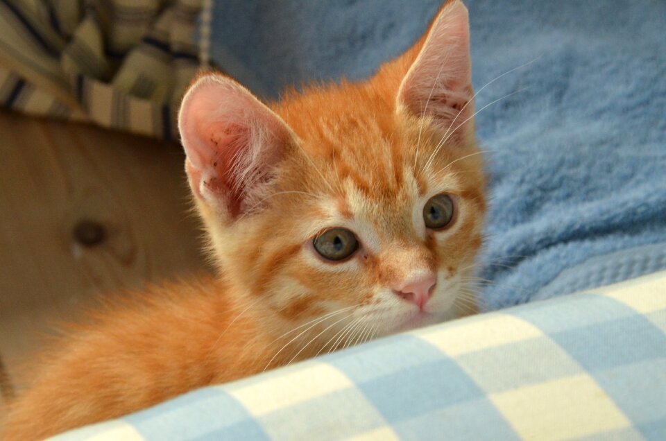 Pet care attention