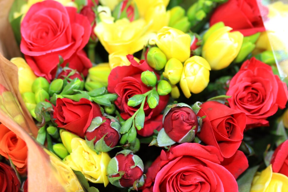 Red flowering fresh flower