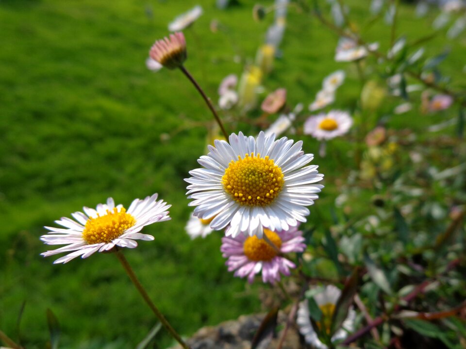 Nature white flowers bouquet