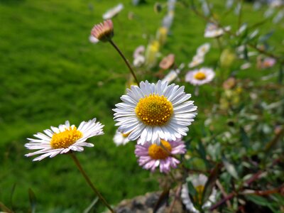 Nature white flowers bouquet