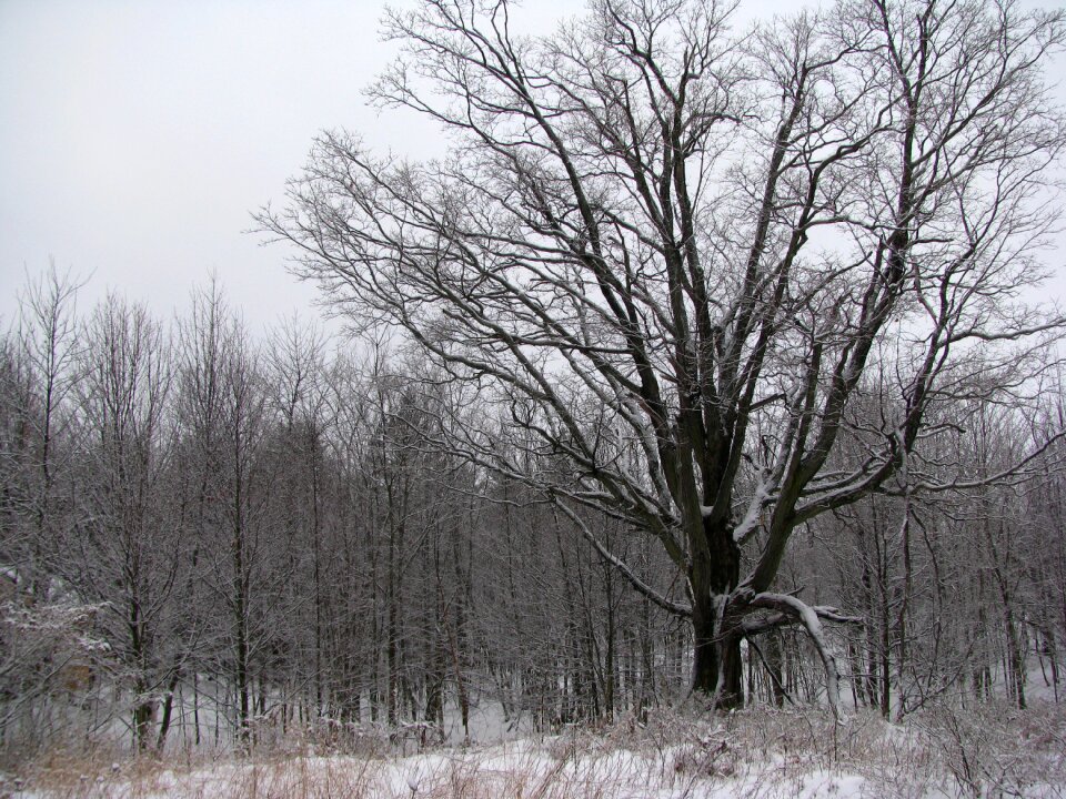 Forest snow