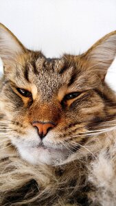 Largest domesticated breed big cat face
