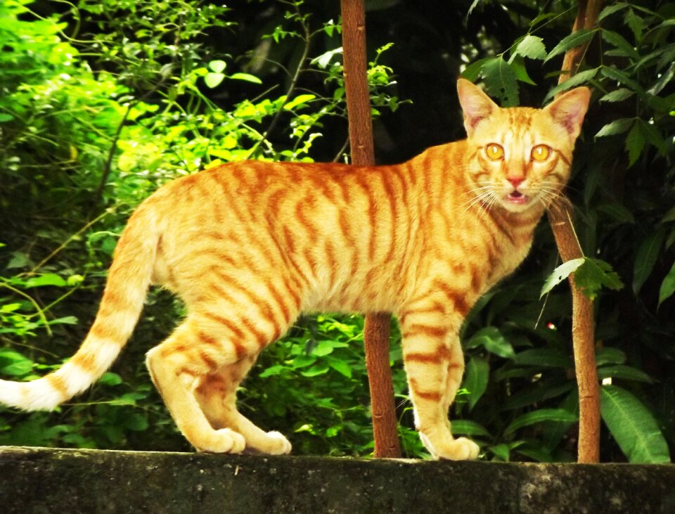 My home cat cat shown like tiger
