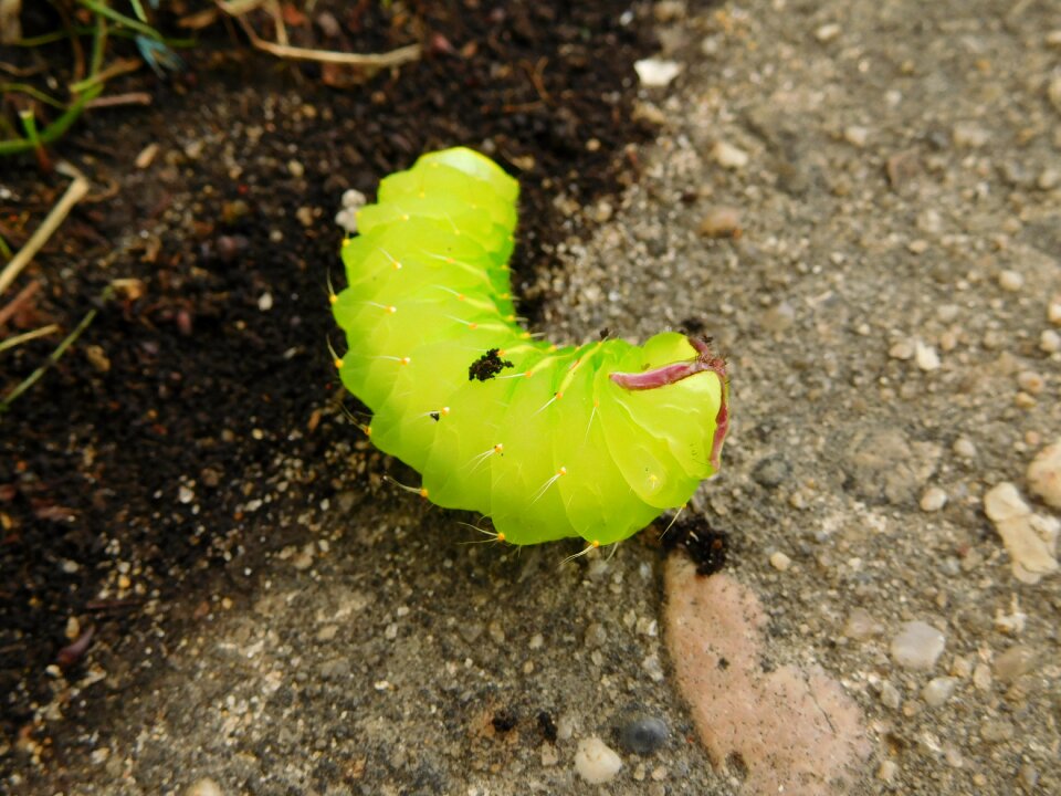 Wildlife insect color photo