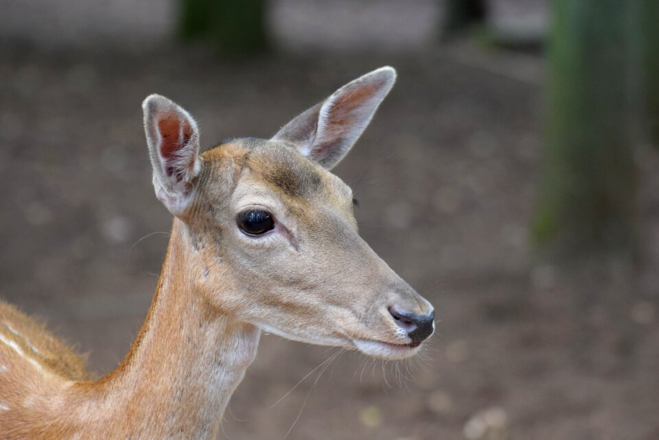 Head mammal nature