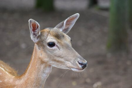 Head mammal nature