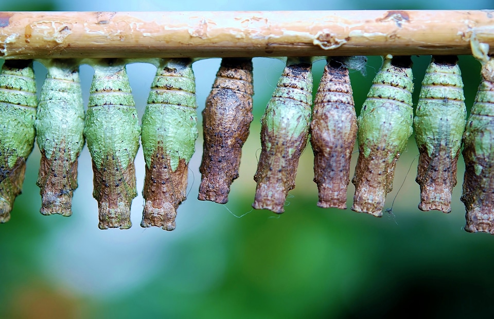 Butterflies insect larvae butterfly house