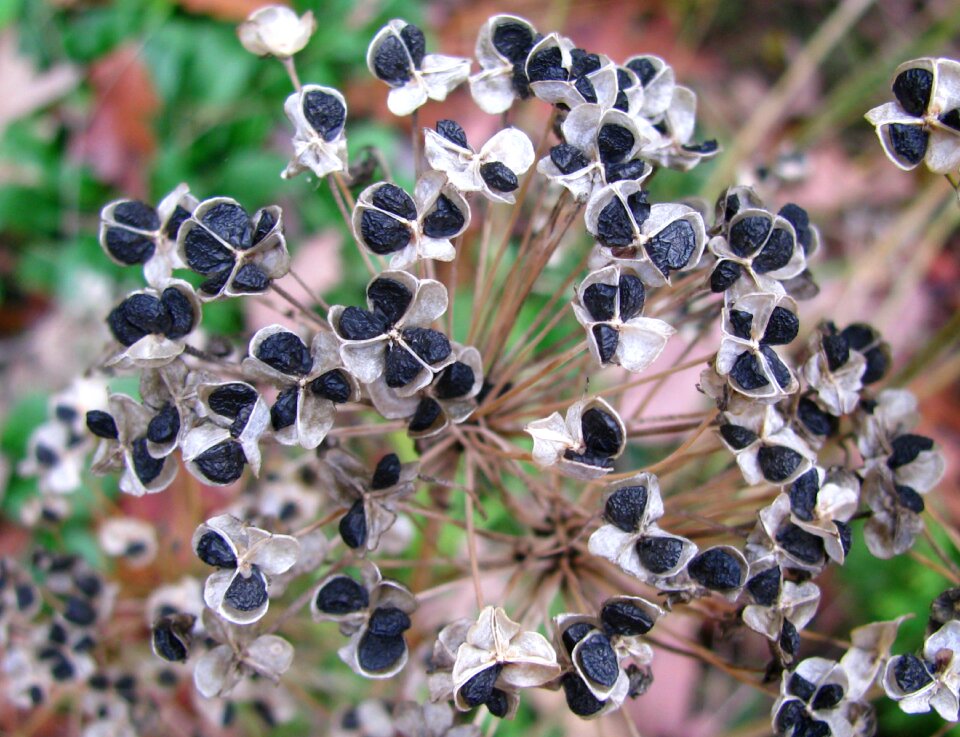 Dry flower