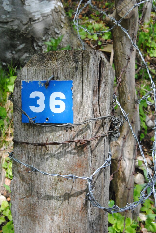 Blue shield thirty-six