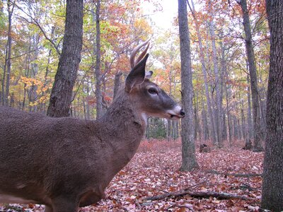 Forest animal