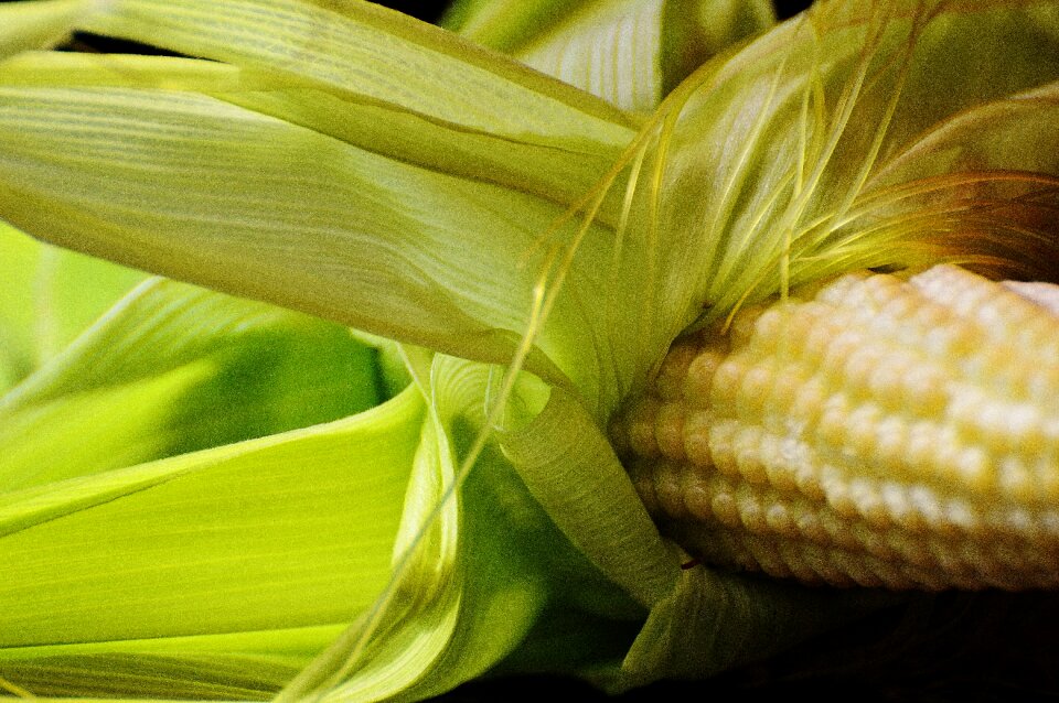 Vegetables plant summer
