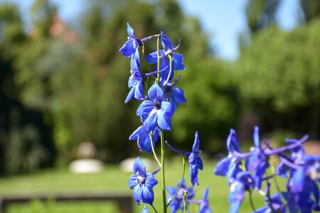 Blue petals field herb