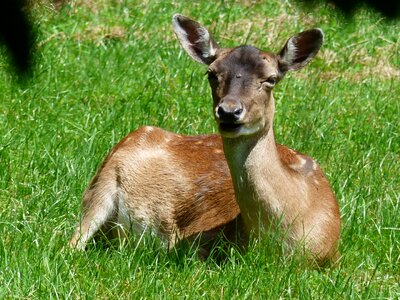 Nature forest roe deer
