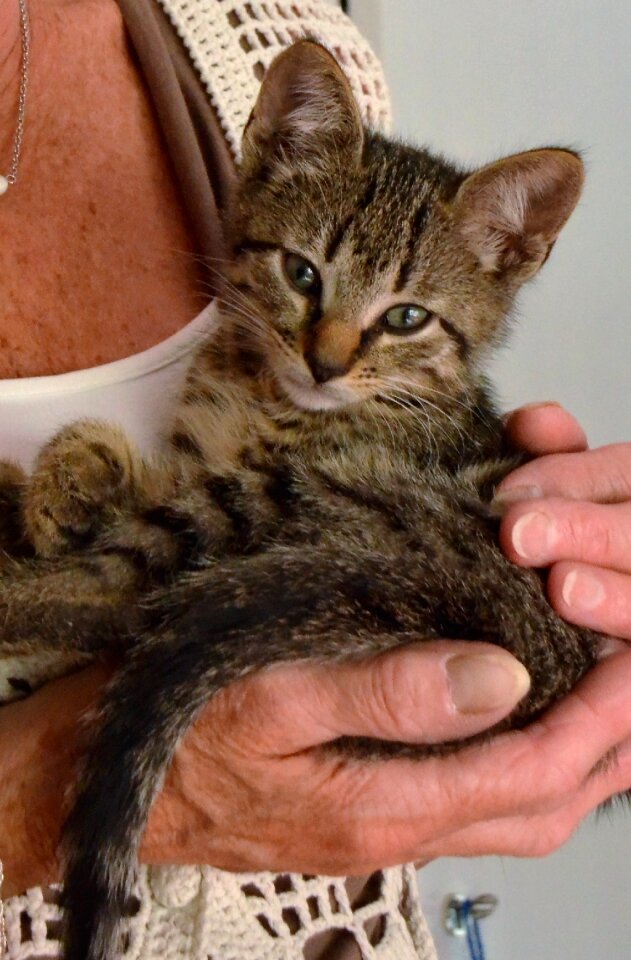 Young pet care