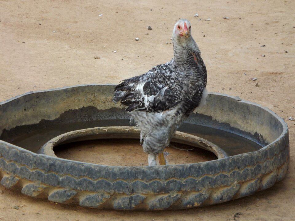 Chicken farm Free photos