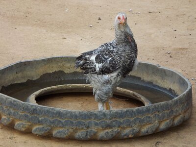 Chicken farm Free photos photo