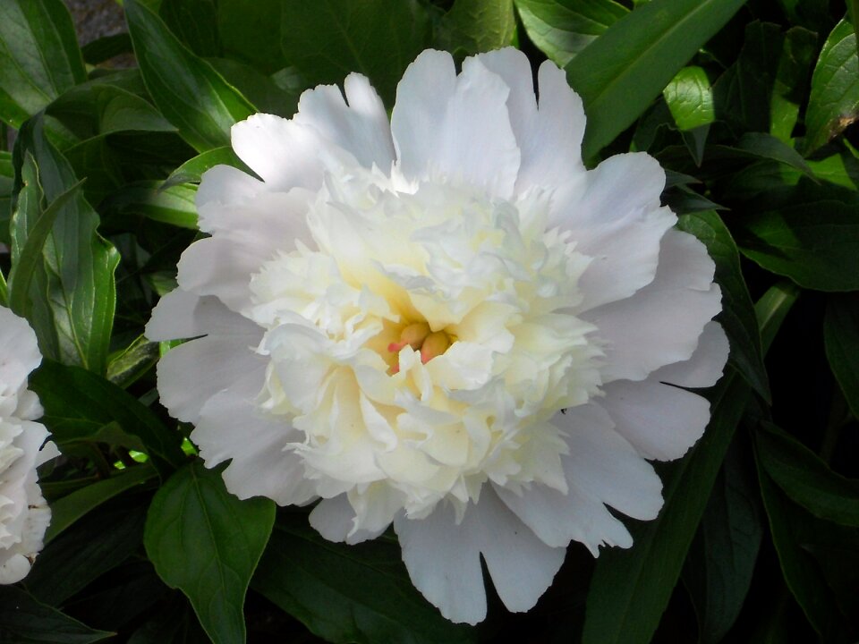 Blooming plant spring