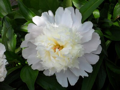 Blooming plant spring