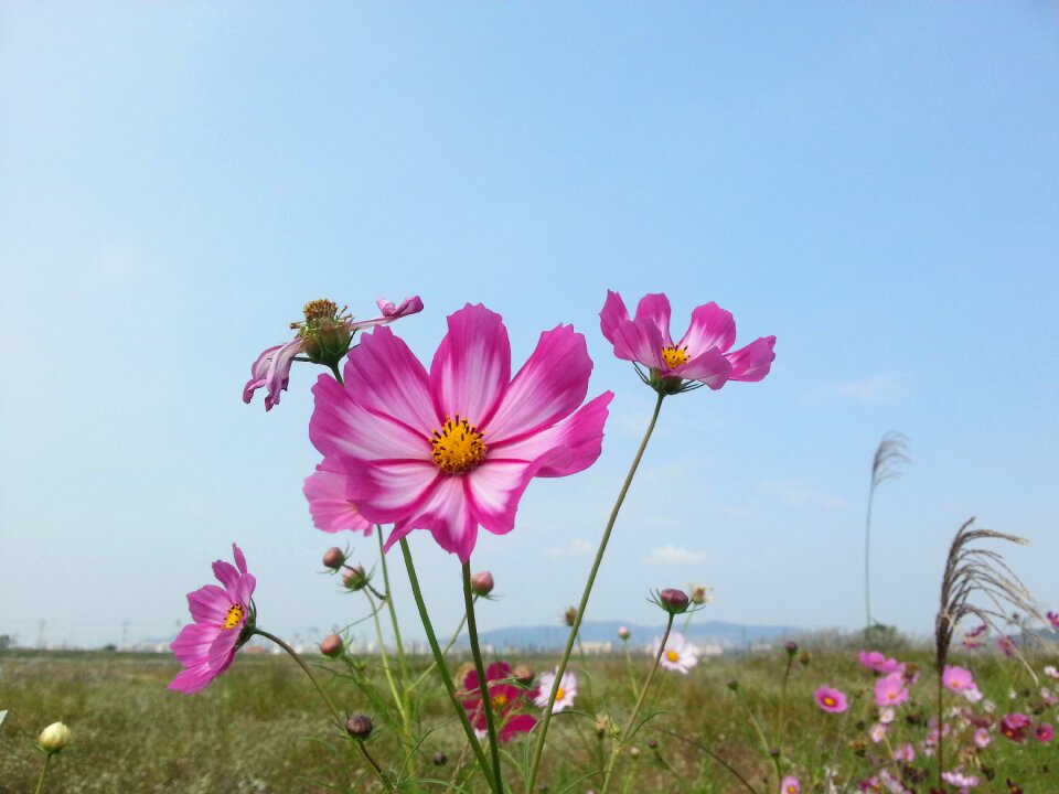 Cosmos autumn fields flowers