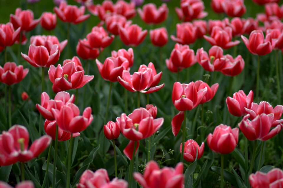 Coloring spring beauty
