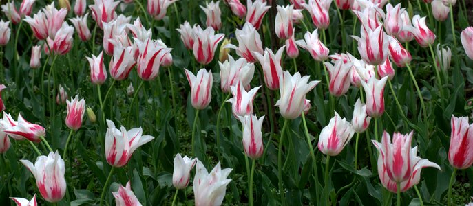 Coloring spring beauty