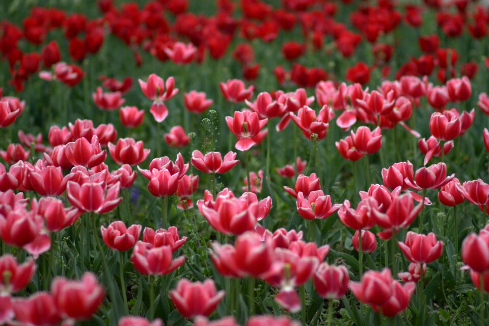Coloring spring beauty