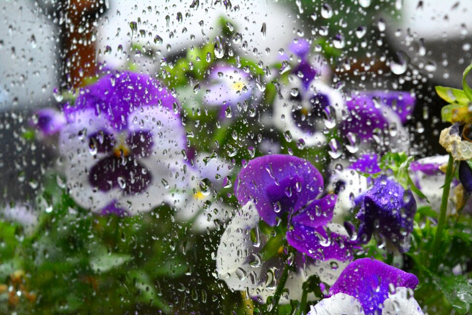 Flowers raindrop weather