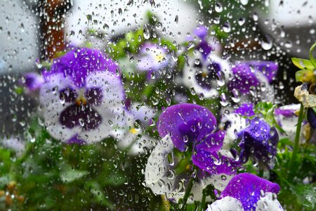 Flowers raindrop weather