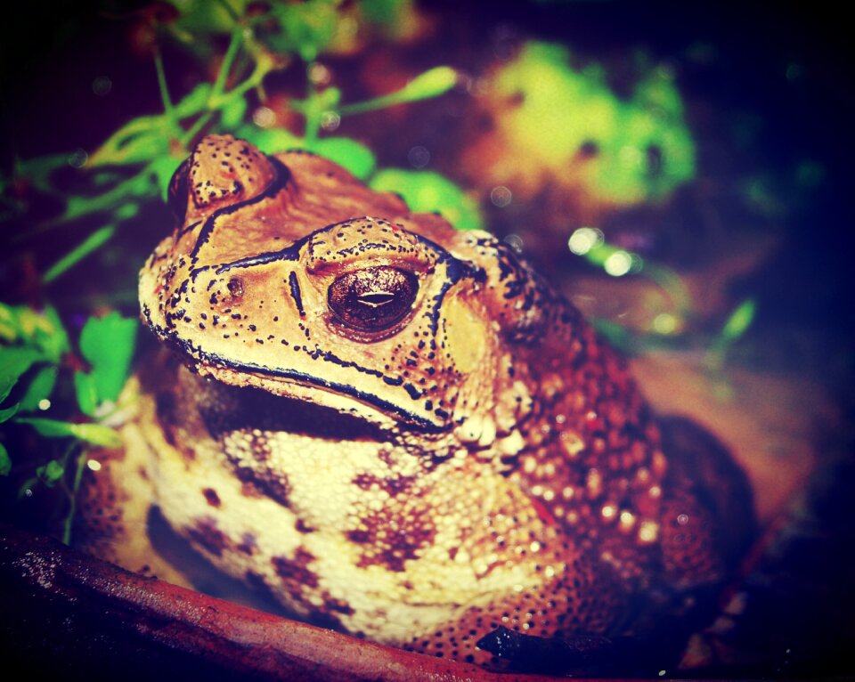 Neotropical bufo poisonous