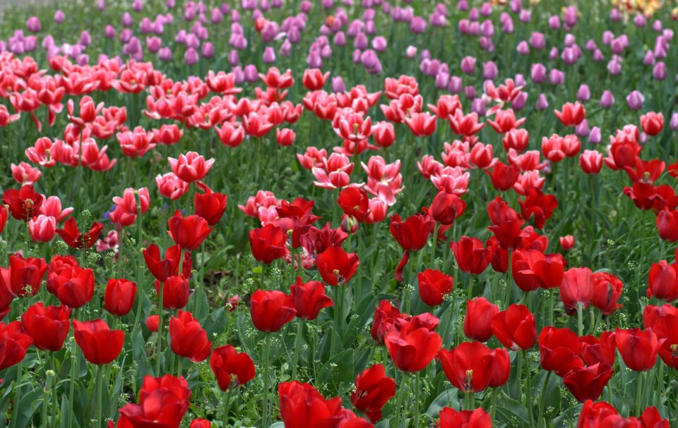Red spring beauty