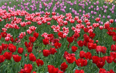 Red spring beauty